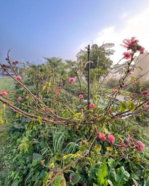 Geoff Lawton Instagram - Vivid color is always part of our gardens at @zaytunafarm. 

#permaculture #discoverpermaculture #permaculturedesign #permaculturegarden #gardeninspiration #nature #sustainableliving #organicgardening