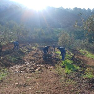 Geoff Lawton Instagram - The Jerash University Permaculture Project is making significant progress in Jordan. They are transforming this standard olive monoculture orchard into a food forest using various sustainable techniques such as support species and water harvesting swales. They have also established a crop-growing system in a polytunnel using smart chicken composting systems. The chickens produce eggs and brood chicks for meat and create all the compost fertilizer needed for the crop system. They use a tractor with a wood chipper and compost turner attachment to turn compost quickly and efficiently. 

The project is funded by the Adaptation Fund, with implementing partner UN Habitat and executing entity the Permaculture Research Institute. It offers hands-on permaculture education to students and reaches out to local villages and refugee communities, bringing hope for a secure and sustainable future for all. Geoff has also adapted his online permaculture design course for 200 aid recipients.

#permaculture #discoverpermaculture #foodforest #waterharvesting #swale #compost #fertilizer #garden #desertgarden #jerashuniversity #foodsecurity #watersecurity #waterscarcity #climateadaption #RWSCC #تغير_المناخ

w/ @UN-Habitat بالعربية @UNHabitatJORDAN @adaptationfund @unescwa @UnHabitat @adaptationfund @greeningthedesertprojectii
