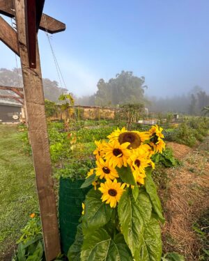 Geoff Lawton Instagram - Vivid color is always part of our gardens at @zaytunafarm. 

#permaculture #discoverpermaculture #permaculturedesign #permaculturegarden #gardeninspiration #nature #sustainableliving #organicgardening