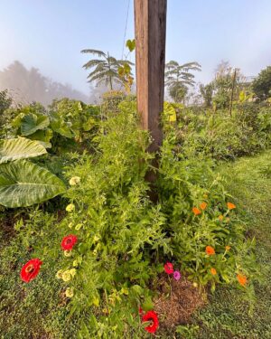 Geoff Lawton Instagram - Vivid color is always part of our gardens at @zaytunafarm. 

#permaculture #discoverpermaculture #permaculturedesign #permaculturegarden #gardeninspiration #nature #sustainableliving #organicgardening