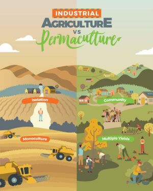 Geoff Lawton Instagram - Industrial Agriculture Vs Permaculture

A lot of people are unaware of the negative impact of industrial farming and the positive impact of permaculture. Some of humanity's most pressing issues, including soil degradation, loss of biodiversity, pollution, and food insecurity, can be solved with permaculture design strategies.

You can learn more about permaculture by joining The Permaculture Circle, which hosts 100's of Geoff's free videos, animations, PDFs, and other permaculture resources, just by providing your email address here: https://www.discoverpermaculture.com/thepermaculturecircle

But if you're ready to dive right in, you might want to consider enrolling in Geoff's 2024 Online Permaculture Design course. In it, you'll gain a comprehensive understanding of permaculture design, principles, and practices. You can find a direct link to the course in our bio. If you decide to enroll, make sure to use the code 'INSTA150' to receive a $150 discount on tuition.

#permaculture #discoverpermaculture #permaculturecourse #permaculturedesigncourse #agriculture #industrialagriculture #permaculturedesign #sustainable #sustainableliving #sustainability #regenerative #regenerativeagriculture #organicfarming #organicgardening #ecofriendly #greenliving #permacultureliving