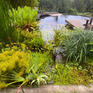 Geoff Lawton Instagram - Natural swimming pool cleaning systems can combine functionality with beauty, incorporating aesthetic designs with effective cleaning methods 🌿 🏊 

#permaculture #discoverpermaculture #naturalswimmingpool #zaytunafarm