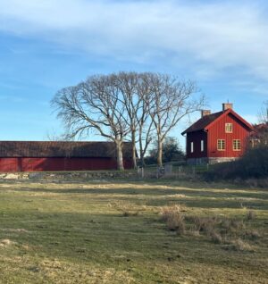 Gert Wingårdh Instagram - Lite ögonblick på Toftahalvön.

Först den lilla bäcken där småfisk redan skyggt gömmer sig. Nu har jag ått längs den här stranden i trettio år. Landhöjningen håller exakt takt med det stigande havet. Ingen noterbar förändring. Vattnet känns renare och livet om möjligt starkare. Huggormarna söker värme och sol. Nya människor vågar promenaden runt halvön. 

Igår gick dolen ner över Stens huvud vid Björnbärsholmarna.

Vinterstormar har tagit träbryggan. Vågorna slår loss den underifrån.

Fåglarna visslar att det är vår!