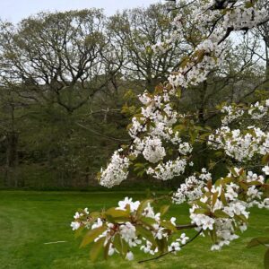 Gert Wingårdh Instagram - Luften svalnar..

Vattenångan blir dis...

Magnolian skönhetsbadar....

Öppnar upp och suktar...

Våren är här

Jaaaaaaaaaaaaaa.......