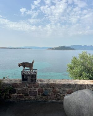 Giorgos Kapoutzidis Instagram - Παγκόσμια ημέρα γατας! Γιορτάζουμε! #cats #aegina #worldcatday