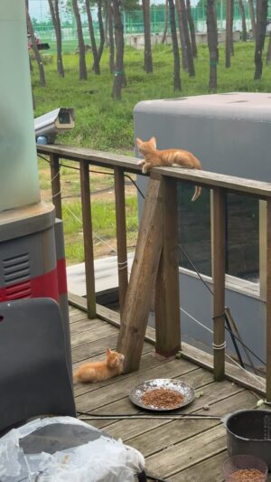 Gray Instagram - 나 고양이 소환 능력 있음 🐈🐈🐈