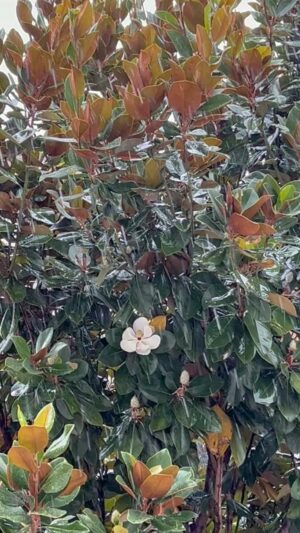 Gülşen Bubikoğlu Instagram - Bu yağmur , ne iyi geldi ☔️