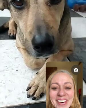 Guta Stresser Instagram - Faltou o Floyd que não para quieto nas nossas videochamadas para fazer o print! Mas Carlão e Pink estão aí, representando a nossa (linda) família canina!!! 
Viva nossos amados cães!!! Se vc ainda não adotou um, faça isso, vc vai estar trazendo amor incondicional para o seu lar. Obrigada por existirem, cachorros 🐶♥️🐶❤️🐶🧡🐶 
Obrigada ao melhor tutor/papai do mundo por cuidar tão bem deles!!! 
Obrigada minha mãe e pai e avó e bizo terem me ensinado desde pequena a amar e cuidar bem dos cãezinhos (e cãezões!) Família “cachorreira” linda!!!
.
.
.
.#diadoscaes #cachorros #adote #amorincondicional #gutasttesser #pets #carlosrubens #pink #floyd #videochamada