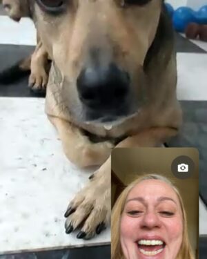 Guta Stresser Instagram - Faltou o Floyd que não para quieto nas nossas videochamadas para fazer o print! Mas Carlão e Pink estão aí, representando a nossa (linda) família canina!!! 
Viva nossos amados cães!!! Se vc ainda não adotou um, faça isso, vc vai estar trazendo amor incondicional para o seu lar. Obrigada por existirem, cachorros 🐶♥️🐶❤️🐶🧡🐶 
Obrigada ao melhor tutor/papai do mundo por cuidar tão bem deles!!! 
Obrigada minha mãe e pai e avó e bizo terem me ensinado desde pequena a amar e cuidar bem dos cãezinhos (e cãezões!) Família “cachorreira” linda!!!
.
.
.
.#diadoscaes #cachorros #adote #amorincondicional #gutasttesser #pets #carlosrubens #pink #floyd #videochamada
