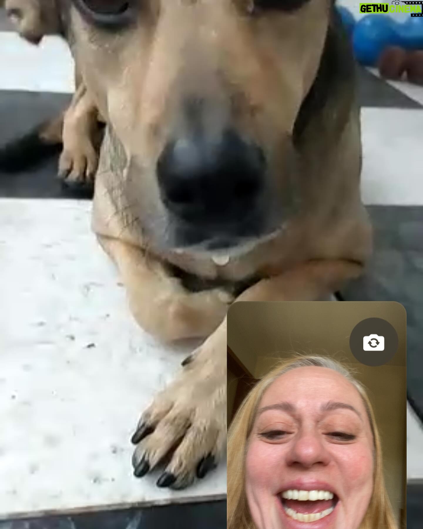 Guta Stresser - 628 Likes - Faltou o Floyd que não para quieto nas nossas videochamadas para fazer o print! Mas Carlão e Pink estão aí, representando a nossa (linda) família canina!!!
Viva nossos amados cães!!! Se vc ainda não adotou um, faça isso, vc vai estar trazendo amor incondicional para o seu lar. Obrigada por existirem, cachorros 🐶♥️🐶❤️🐶🧡🐶
Obrigada ao melhor tutor/papai do mundo por cuidar tão bem deles!!!
Obrigada minha mãe e pai e avó e bizo terem me ensinado desde pequena a amar e cuidar bem dos cãezinhos (e cãezões!) Família “cachorreira” linda!!!
.
.
.
.#diadoscaes #cachorros #adote #amorincondicional #gutasttesser #pets #carlosrubens #pink #floyd #videochamada