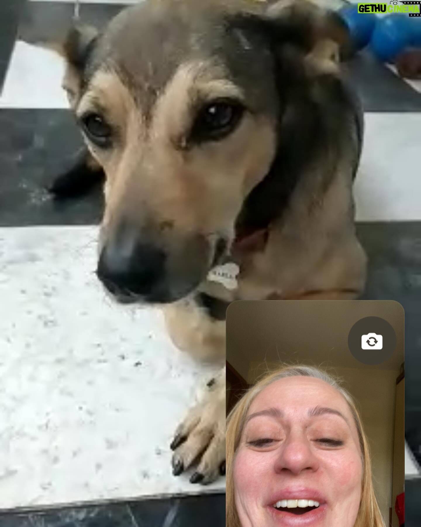 Guta Stresser - 628 Likes - Faltou o Floyd que não para quieto nas nossas videochamadas para fazer o print! Mas Carlão e Pink estão aí, representando a nossa (linda) família canina!!!
Viva nossos amados cães!!! Se vc ainda não adotou um, faça isso, vc vai estar trazendo amor incondicional para o seu lar. Obrigada por existirem, cachorros 🐶♥️🐶❤️🐶🧡🐶
Obrigada ao melhor tutor/papai do mundo por cuidar tão bem deles!!!
Obrigada minha mãe e pai e avó e bizo terem me ensinado desde pequena a amar e cuidar bem dos cãezinhos (e cãezões!) Família “cachorreira” linda!!!
.
.
.
.#diadoscaes #cachorros #adote #amorincondicional #gutasttesser #pets #carlosrubens #pink #floyd #videochamada