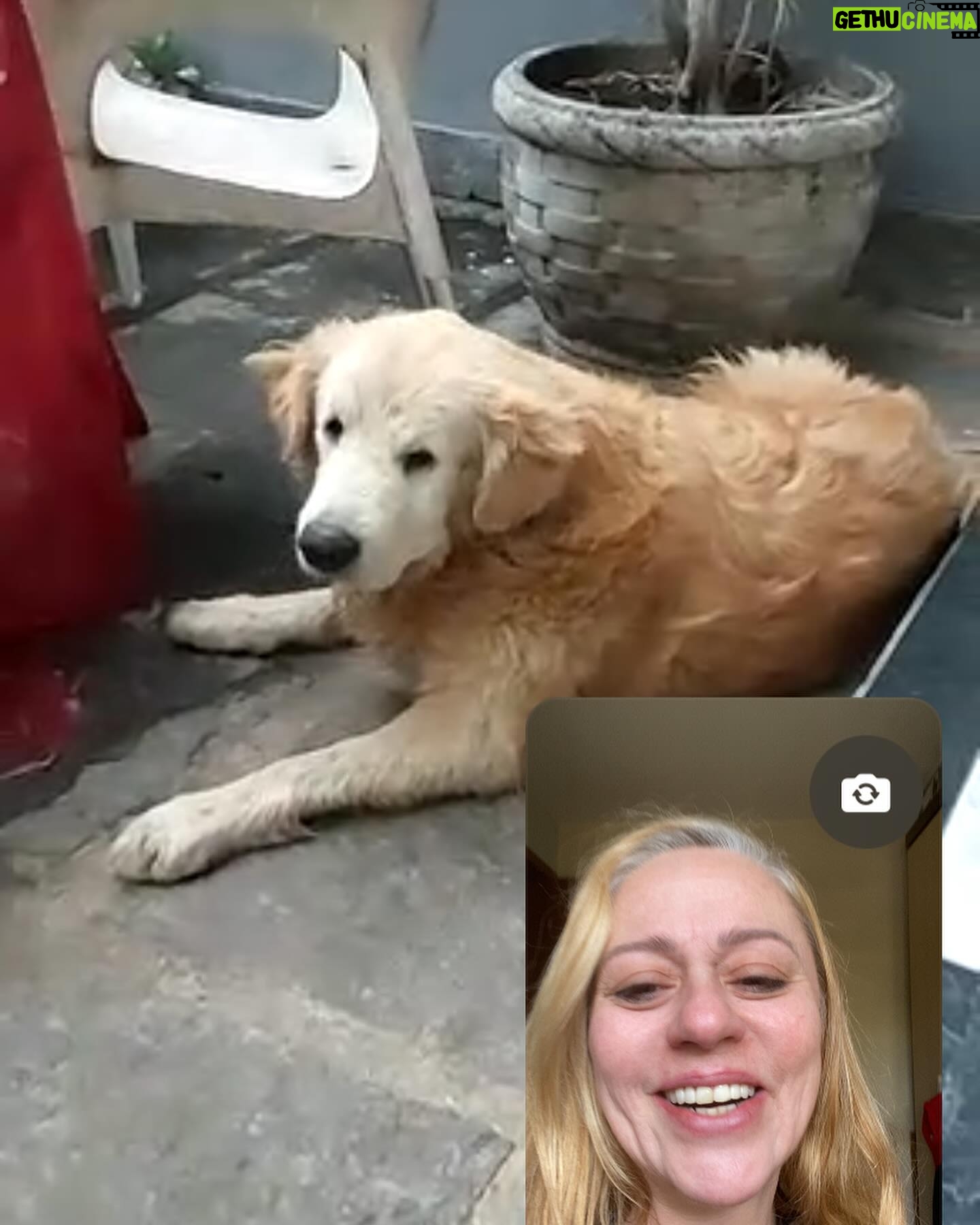 Guta Stresser - 628 Likes - Faltou o Floyd que não para quieto nas nossas videochamadas para fazer o print! Mas Carlão e Pink estão aí, representando a nossa (linda) família canina!!!
Viva nossos amados cães!!! Se vc ainda não adotou um, faça isso, vc vai estar trazendo amor incondicional para o seu lar. Obrigada por existirem, cachorros 🐶♥️🐶❤️🐶🧡🐶
Obrigada ao melhor tutor/papai do mundo por cuidar tão bem deles!!!
Obrigada minha mãe e pai e avó e bizo terem me ensinado desde pequena a amar e cuidar bem dos cãezinhos (e cãezões!) Família “cachorreira” linda!!!
.
.
.
.#diadoscaes #cachorros #adote #amorincondicional #gutasttesser #pets #carlosrubens #pink #floyd #videochamada