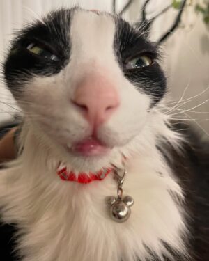 H. Alan Scott Instagram - I had to say goodbye to my little buddy today. 

I wasn’t sure if I’d want to post about this, especially so soon. But after getting home from the vet, I found myself tearfully looking at all the photos and videos of my Frasier and realized how grateful I am for the memories. So I’m doing what I do and sharing, putting words to the emotions. 

I adopted Frasier at a pivotal moment in my life. I had just finished chemo and was living on my own for the first time. I was starting over in a way, and he became a big part of that. If chemo taught me anything it’s that it’s important to show love and show it emotionally. Frasier became the outlet for that love, and I smothered him in it 24/7. By doing that, he expanded my heart, and opened me up to receiving love in return. 

Eventually Michael joined the family and, thankfully, Frasier cast his charm spell on him and the two fell hard for each other. They became my boys. Often I’d wake up and see the two of them asleep together. I’d just stand there and be grateful. This is love and, most importantly, I could see I was worthy of it. 

It’s day one, so I don’t know what I’m supposed to be feeling. It’s going to be strange to not sleep with him curled up at my feet every morning (stealing the blankets). Or watch him run for a treat the second he hears me grab my keys. Or marvel at him as he basks in the sun, belly up. Or watch him walk up and sit at my feet as I’m at my desk working, which obviously made me stop working and join him on the couch for some cuddles. (Clearly he knew what he was doing there.)

I’m going to miss him. I know it’ll get easier, but today I’m just sad. Sad and grateful. Grateful for the years of unconditional love. (Or, let’s be real, his love for me was conditional on treats, snuggles, and lots of belly rubs. But I guess I’m OK with that.)

I’ll get back to LOLs soon. In the meantime, enjoy these moments with Frasier. He deserves all the attention today. (And he really loved attention.)
