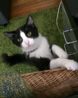 H. Alan Scott Instagram - I had to say goodbye to my little buddy today. 

I wasn’t sure if I’d want to post about this, especially so soon. But after getting home from the vet, I found myself tearfully looking at all the photos and videos of my Frasier and realized how grateful I am for the memories. So I’m doing what I do and sharing, putting words to the emotions. 

I adopted Frasier at a pivotal moment in my life. I had just finished chemo and was living on my own for the first time. I was starting over in a way, and he became a big part of that. If chemo taught me anything it’s that it’s important to show love and show it emotionally. Frasier became the outlet for that love, and I smothered him in it 24/7. By doing that, he expanded my heart, and opened me up to receiving love in return. 

Eventually Michael joined the family and, thankfully, Frasier cast his charm spell on him and the two fell hard for each other. They became my boys. Often I’d wake up and see the two of them asleep together. I’d just stand there and be grateful. This is love and, most importantly, I could see I was worthy of it. 

It’s day one, so I don’t know what I’m supposed to be feeling. It’s going to be strange to not sleep with him curled up at my feet every morning (stealing the blankets). Or watch him run for a treat the second he hears me grab my keys. Or marvel at him as he basks in the sun, belly up. Or watch him walk up and sit at my feet as I’m at my desk working, which obviously made me stop working and join him on the couch for some cuddles. (Clearly he knew what he was doing there.)

I’m going to miss him. I know it’ll get easier, but today I’m just sad. Sad and grateful. Grateful for the years of unconditional love. (Or, let’s be real, his love for me was conditional on treats, snuggles, and lots of belly rubs. But I guess I’m OK with that.)

I’ll get back to LOLs soon. In the meantime, enjoy these moments with Frasier. He deserves all the attention today. (And he really loved attention.)