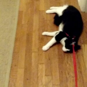 H. Alan Scott Instagram - I had to say goodbye to my little buddy today. 

I wasn’t sure if I’d want to post about this, especially so soon. But after getting home from the vet, I found myself tearfully looking at all the photos and videos of my Frasier and realized how grateful I am for the memories. So I’m doing what I do and sharing, putting words to the emotions. 

I adopted Frasier at a pivotal moment in my life. I had just finished chemo and was living on my own for the first time. I was starting over in a way, and he became a big part of that. If chemo taught me anything it’s that it’s important to show love and show it emotionally. Frasier became the outlet for that love, and I smothered him in it 24/7. By doing that, he expanded my heart, and opened me up to receiving love in return. 

Eventually Michael joined the family and, thankfully, Frasier cast his charm spell on him and the two fell hard for each other. They became my boys. Often I’d wake up and see the two of them asleep together. I’d just stand there and be grateful. This is love and, most importantly, I could see I was worthy of it. 

It’s day one, so I don’t know what I’m supposed to be feeling. It’s going to be strange to not sleep with him curled up at my feet every morning (stealing the blankets). Or watch him run for a treat the second he hears me grab my keys. Or marvel at him as he basks in the sun, belly up. Or watch him walk up and sit at my feet as I’m at my desk working, which obviously made me stop working and join him on the couch for some cuddles. (Clearly he knew what he was doing there.)

I’m going to miss him. I know it’ll get easier, but today I’m just sad. Sad and grateful. Grateful for the years of unconditional love. (Or, let’s be real, his love for me was conditional on treats, snuggles, and lots of belly rubs. But I guess I’m OK with that.)

I’ll get back to LOLs soon. In the meantime, enjoy these moments with Frasier. He deserves all the attention today. (And he really loved attention.)