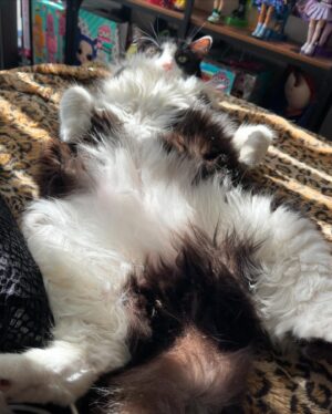 H. Alan Scott Instagram - I had to say goodbye to my little buddy today. 

I wasn’t sure if I’d want to post about this, especially so soon. But after getting home from the vet, I found myself tearfully looking at all the photos and videos of my Frasier and realized how grateful I am for the memories. So I’m doing what I do and sharing, putting words to the emotions. 

I adopted Frasier at a pivotal moment in my life. I had just finished chemo and was living on my own for the first time. I was starting over in a way, and he became a big part of that. If chemo taught me anything it’s that it’s important to show love and show it emotionally. Frasier became the outlet for that love, and I smothered him in it 24/7. By doing that, he expanded my heart, and opened me up to receiving love in return. 

Eventually Michael joined the family and, thankfully, Frasier cast his charm spell on him and the two fell hard for each other. They became my boys. Often I’d wake up and see the two of them asleep together. I’d just stand there and be grateful. This is love and, most importantly, I could see I was worthy of it. 

It’s day one, so I don’t know what I’m supposed to be feeling. It’s going to be strange to not sleep with him curled up at my feet every morning (stealing the blankets). Or watch him run for a treat the second he hears me grab my keys. Or marvel at him as he basks in the sun, belly up. Or watch him walk up and sit at my feet as I’m at my desk working, which obviously made me stop working and join him on the couch for some cuddles. (Clearly he knew what he was doing there.)

I’m going to miss him. I know it’ll get easier, but today I’m just sad. Sad and grateful. Grateful for the years of unconditional love. (Or, let’s be real, his love for me was conditional on treats, snuggles, and lots of belly rubs. But I guess I’m OK with that.)

I’ll get back to LOLs soon. In the meantime, enjoy these moments with Frasier. He deserves all the attention today. (And he really loved attention.)