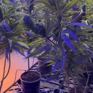 Hannaha Hall Instagram - The Sweet Leaf 🍃

Special thanks to @chrisball45 over at Ball Family Farms for being our consultant on this storyline about organic cannabis cultivation. 

@shothechi 
@lenawaithe 
@showtime 
@paramountplus