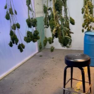 Hannaha Hall Instagram - The Sweet Leaf 🍃

Special thanks to @chrisball45 over at Ball Family Farms for being our consultant on this storyline about organic cannabis cultivation. 

@shothechi 
@lenawaithe 
@showtime 
@paramountplus