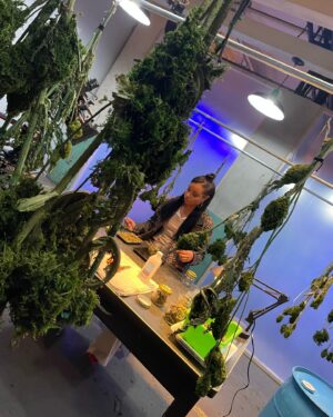 Hannaha Hall Instagram - The Sweet Leaf 🍃

Special thanks to @chrisball45 over at Ball Family Farms for being our consultant on this storyline about organic cannabis cultivation. 

@shothechi 
@lenawaithe 
@showtime 
@paramountplus