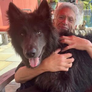 Harvey Fierstein Instagram - Life with BoBo the American Blue Bay Shepherd. 8 months old and still growing.