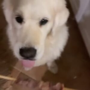 Henri Alén Instagram - Toisilla on porrastreenit, meillä on varrastreenit 🐶

#arrosticini #seljathedog #dogsofinstagram #goldenretriever