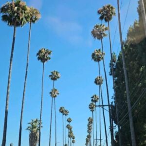 Hins Cheung Instagram - L.A. 最後一日 ☀️ 聽日去搵 #華哥 #溫哥華 ✈️
