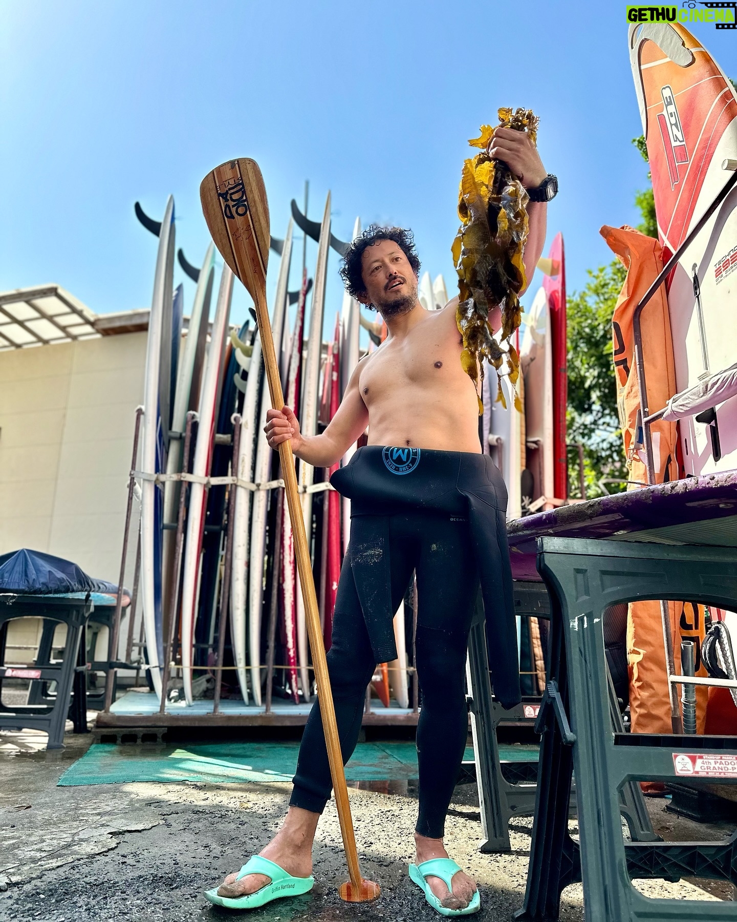 Hiroyuki Ikeuchi - 3.9K Likes - 浜にうちあがったワカメ!今晩はこれですね!
#padobo