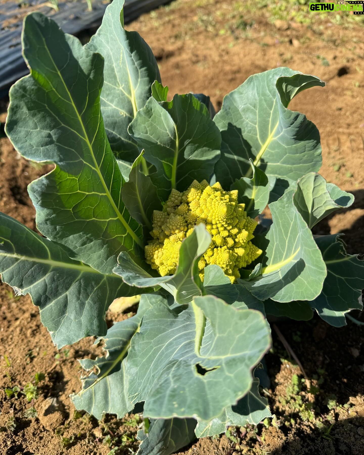 Hiroyuki Ikeuchi - 2K Likes - 苗植え🌱早くジャガイモこないかなー
@ike.s.farm
