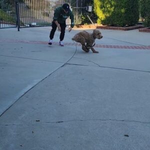 Hunter Payton Instagram - Happy 2nd Birthday to the best Chase Tag Speed training partner I could ask for🎂🐾❤️ @finsterthedoodle you make me faster and better every day
#FinsterTheDoodle #Finstershenanigans #worldchasetagpractice #dogtraining #chasetagdog