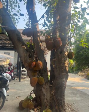 Hwang Se-in Instagram - 태국 3번째임에도... 처음 봉 나무🧐
두리안인줄 !! 
처음알았다 #jackfruit
그럼 두리안 #durian 나무는 뭐야??