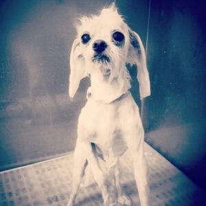 Jaime Murray Instagram - #loveyourpetday today & every day! 💕🐶🥰 Lulu I love you so so much, you are the sweetest, funniest, smartest little fur ball in the world. You are a little Angel sent to love and seduce all who cross your path. You blow my heart wide open every single day and I feel so blessed that you trotted into my life. You make everything so much better on a daily basis and if that makes me a crazy dog lady then so be it because I’m crazy for you and your crazy cuteness! So grateful for you today and every day ❤️🐶🙏🥰🐶😘 #grateful #blessed #crazydoglady