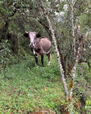 Jaime Murray Instagram - Feliz Navidad 🎄❤️ 
Spending a very quiet quarantined Christmas afternoon reminiscing about Christmas’s past when we traveled to magical & sacred lands 🇵🇪

Sending blessings to all of you dealing with so much & pray you find a peaceful place within your heart today wherever you are. So much love to you ❤️🎄🙏🏽

Ps I really miss that llama 🦙