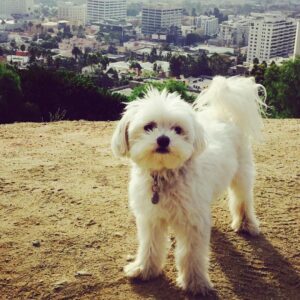 Jaime Murray Instagram - #loveyourpetday today & every day! 💕🐶🥰 Lulu I love you so so much, you are the sweetest, funniest, smartest little fur ball in the world. You are a little Angel sent to love and seduce all who cross your path. You blow my heart wide open every single day and I feel so blessed that you trotted into my life. You make everything so much better on a daily basis and if that makes me a crazy dog lady then so be it because I’m crazy for you and your crazy cuteness! So grateful for you today and every day ❤️🐶🙏🥰🐶😘 #grateful #blessed #crazydoglady