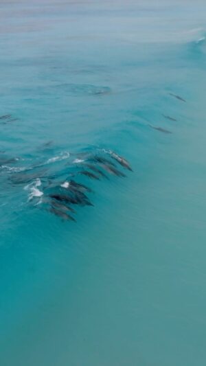 Jaimen Hudson Instagram - Magic mornings 💦
.
Nice big pod of Bottlenose Dolphins surfing the magic Esperance coastline this morning. 
.
Stoked to be able to capture incredible wildlife moments like this.