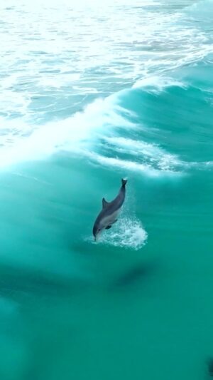 Jaimen Hudson Instagram - Dolphin life is a vibe🐬
.
Dolphins surfing, Esperance Western Australia