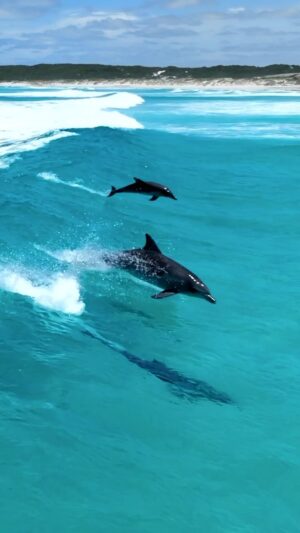 Jaimen Hudson Instagram - Two’s company, three’s a vibe 🐬🐬🐬
.
Dolphin surfing, Esperance Western Australia
.
#dolphins #surf #ocean #nature #wildlife