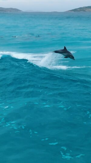 Jaimen Hudson Instagram - Bottlenose Dolphins surfing, Esperance Western Australia
.
One of my favourite slow motion clips 👌🏻
