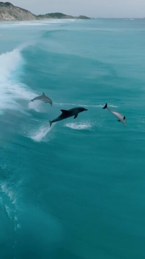 Jaimen Hudson Instagram - Two’s company, three’s a vibe 👌🏻
.
Dolphins surfing, Esperance WA
.
#dolphins #wildlife #nature #borntodare