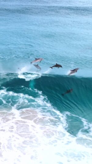 Jaimen Hudson Instagram - Dolphin daycare 🐬🎉
.
Dolphins share a party wave, Esperance Western Australia. 
.
#dolphins #wildlife #ocean #nature #wildlife #earth