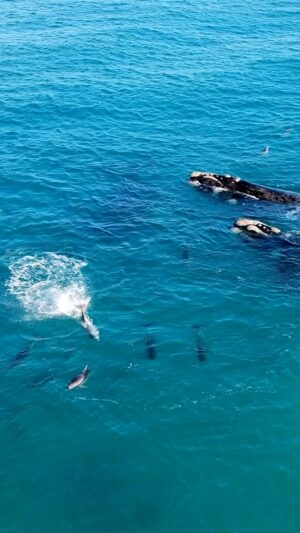Jaimen Hudson Instagram - Whales and Dolphins Play together
.
Esperance Western Australia
.
#whales #ocean #nature