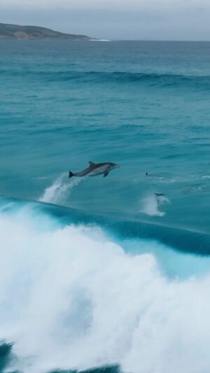 Jaimen Hudson Instagram - Big air 🐬
.
Dolphin surfing, Esperance Western Australia 
.
#dolphin #surfing #wildlife #nature #australia