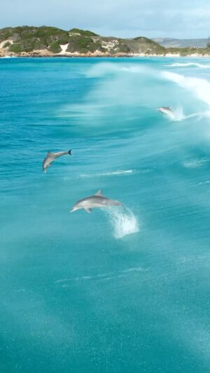 Jaimen Hudson Instagram - Syncronised swimmers 🐬🐬🐬
.
Dolphins surfing, Esperance Western Australia 
.
#dolphins #surf #wildlife #beach #nature