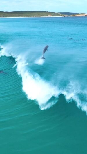 Jaimen Hudson Instagram - It goes like this 🚀
.
Dolphins surfing, Esperance Western Australia