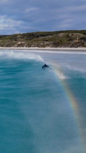Jaimen Hudson Instagram - Over the rainbow 🌈 🐬
.
Esperance Western Australia
.
#rainbow #dolphin #surf #ocean #australia