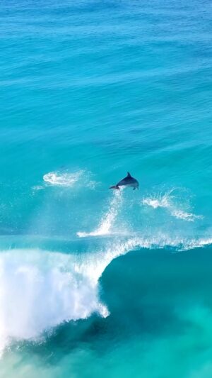 Jaimen Hudson Instagram - Dolphin paradise 🐬
.
Esperance Western Australia
.
#dolphins #surfing #nature #ocean