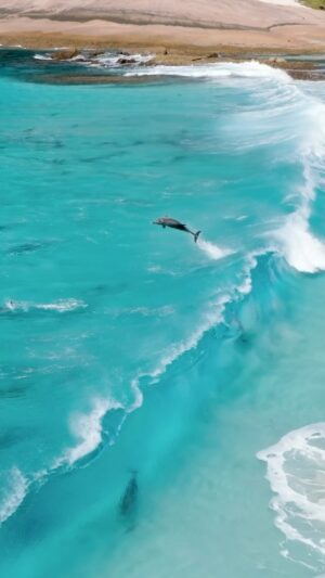 Jaimen Hudson Instagram - Dolphin life is a vibe 🐬
.
Dolphin surfing, Esperance Western Australia
.
#dolphin #ocean #surf #nature #wildlife