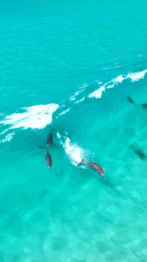Jaimen Hudson Instagram - Dolphins poppin 🐬
.
Dolphins surfing the crystal clear waves Esperance is renowned for!!
.
#nature #photography #wildlife #australia