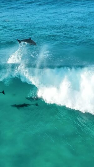 Jaimen Hudson Instagram - Dolphin waltz 🐬
.
Dolphins surfing, Esperance Western Australia
.
#dolphins #surf #nature #ocean