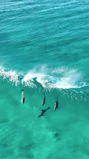 Jaimen Hudson Instagram - Take a moment to relax 🧘
.
Dolphins surfing waves, Esperance WA 
.
#dolphins #surfing #wildlife #ocean #australia