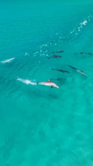 Jaimen Hudson Instagram - Dolphin playtime 🐬
.
Dolphins surfing turquoise waves, Esperance Western Australia 
.
#ocean #surf #dolphins #wildlife #australia